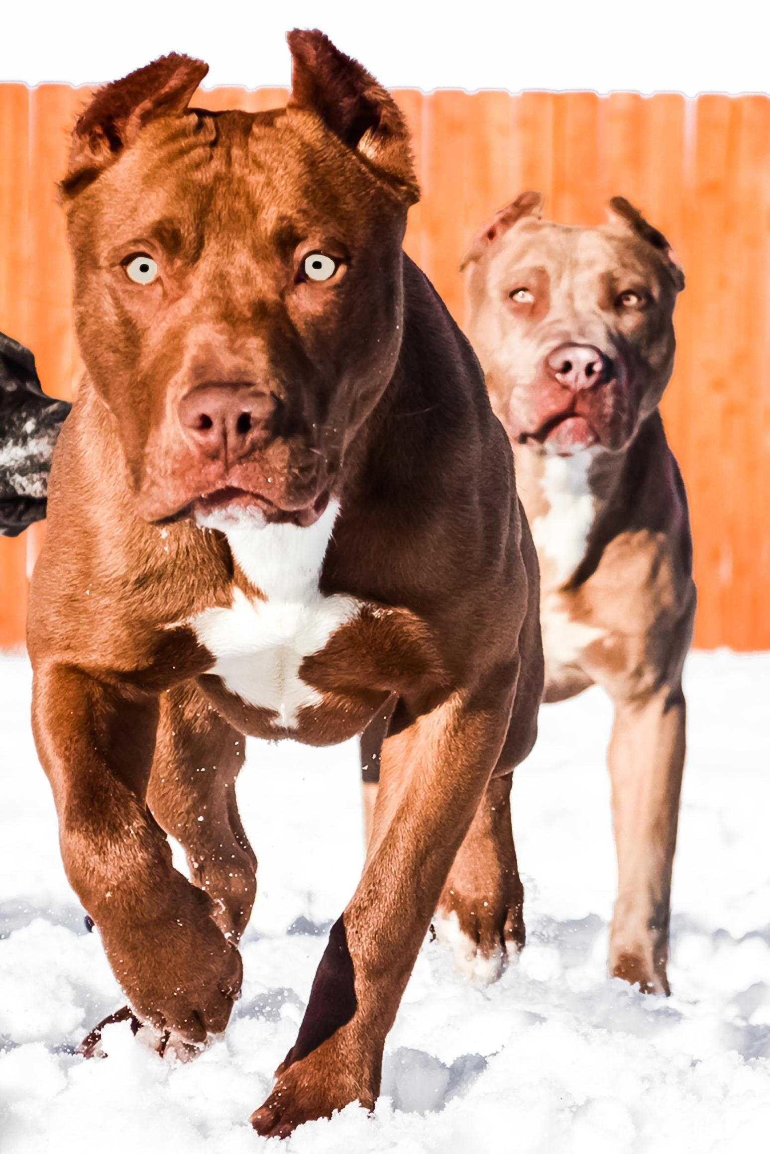 Red Nose Pitbull Wallpapers