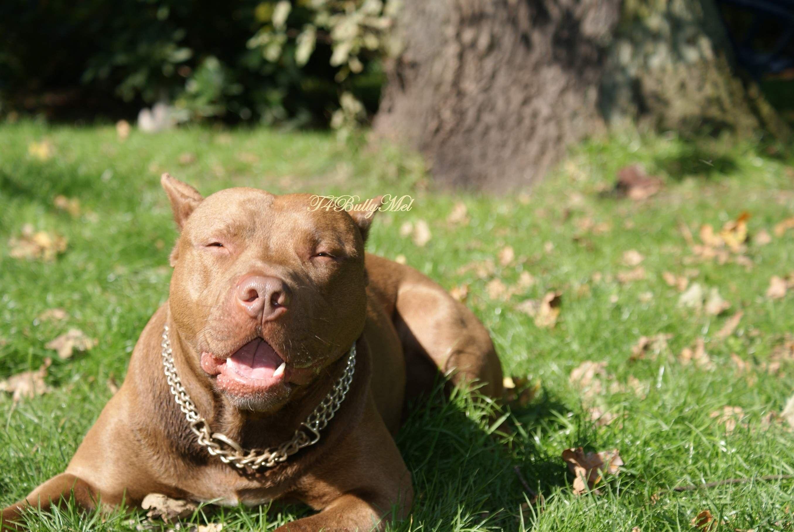 Red Nose Pitbull Wallpapers