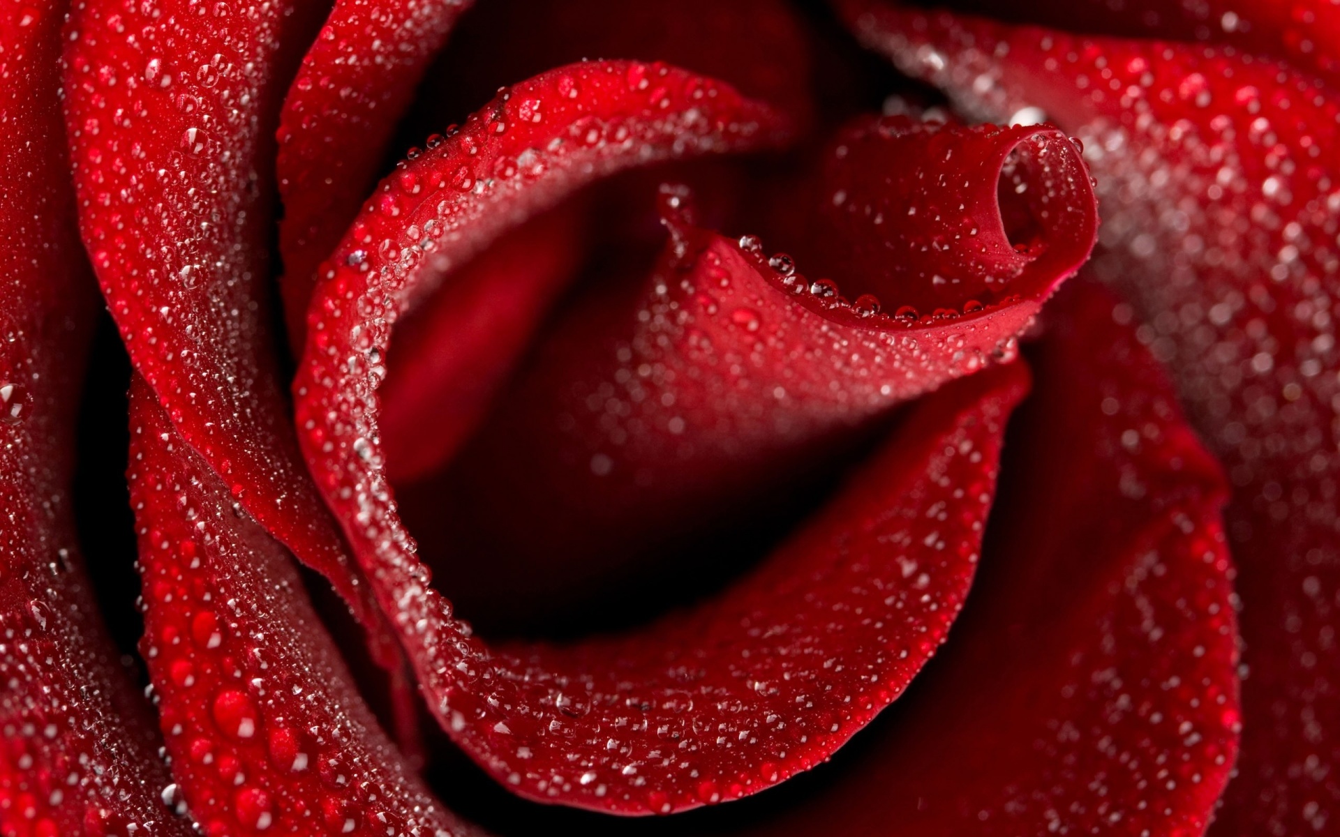 Red Roses Wallpapers