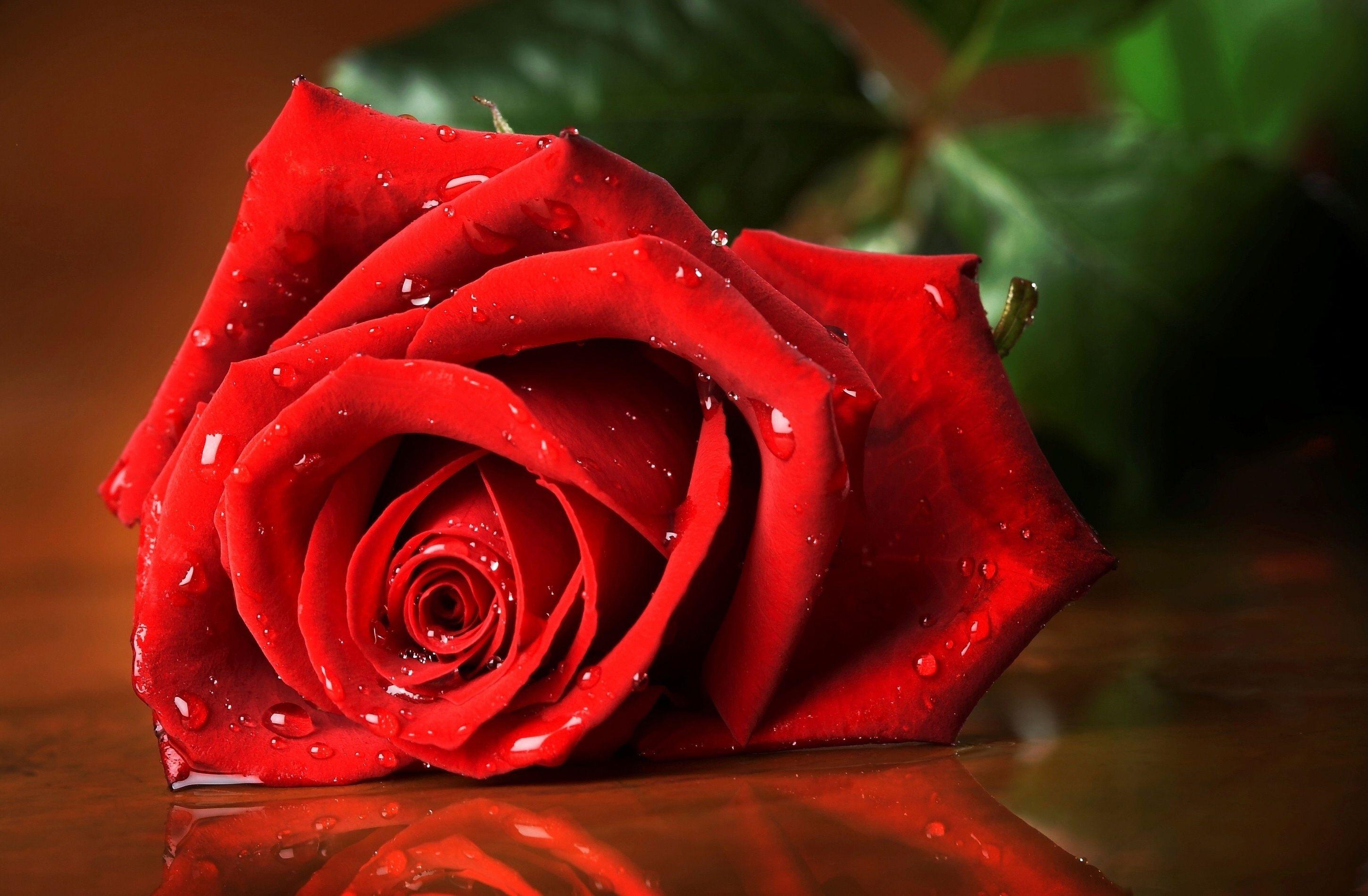 Red Roses Hd Wallpapers