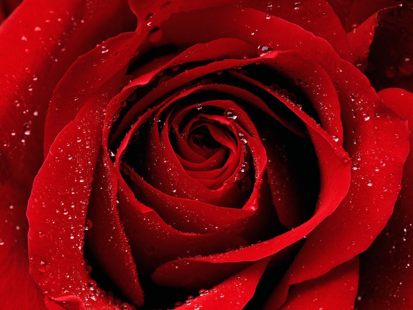 Red Roses Hd Wallpapers