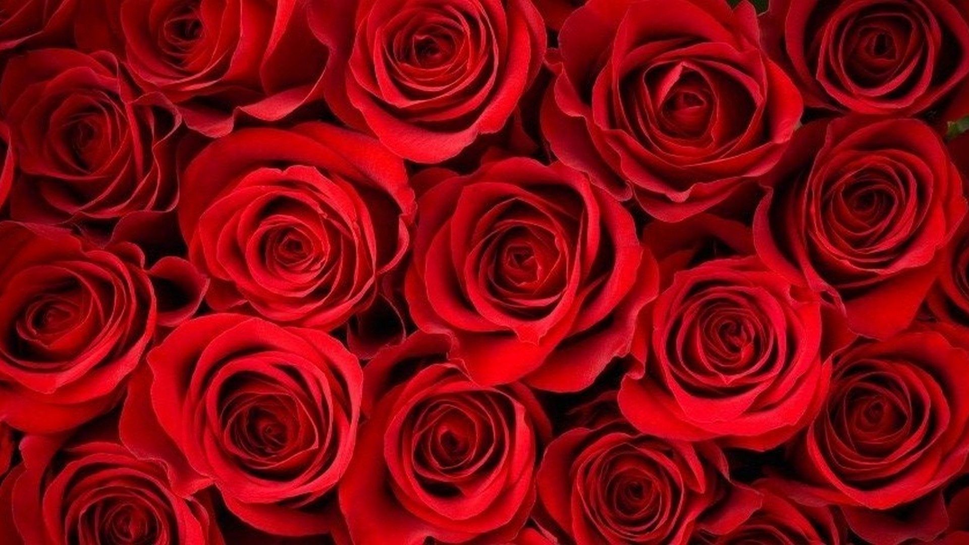 Red Roses Hd Wallpapers