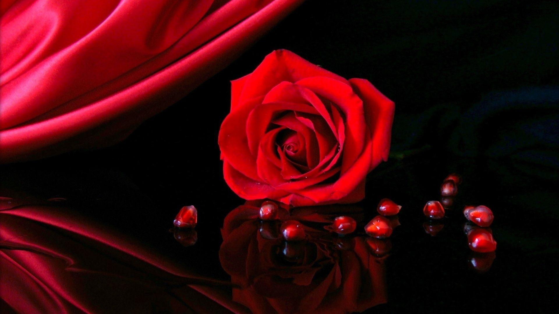 Red Roses Hd Wallpapers