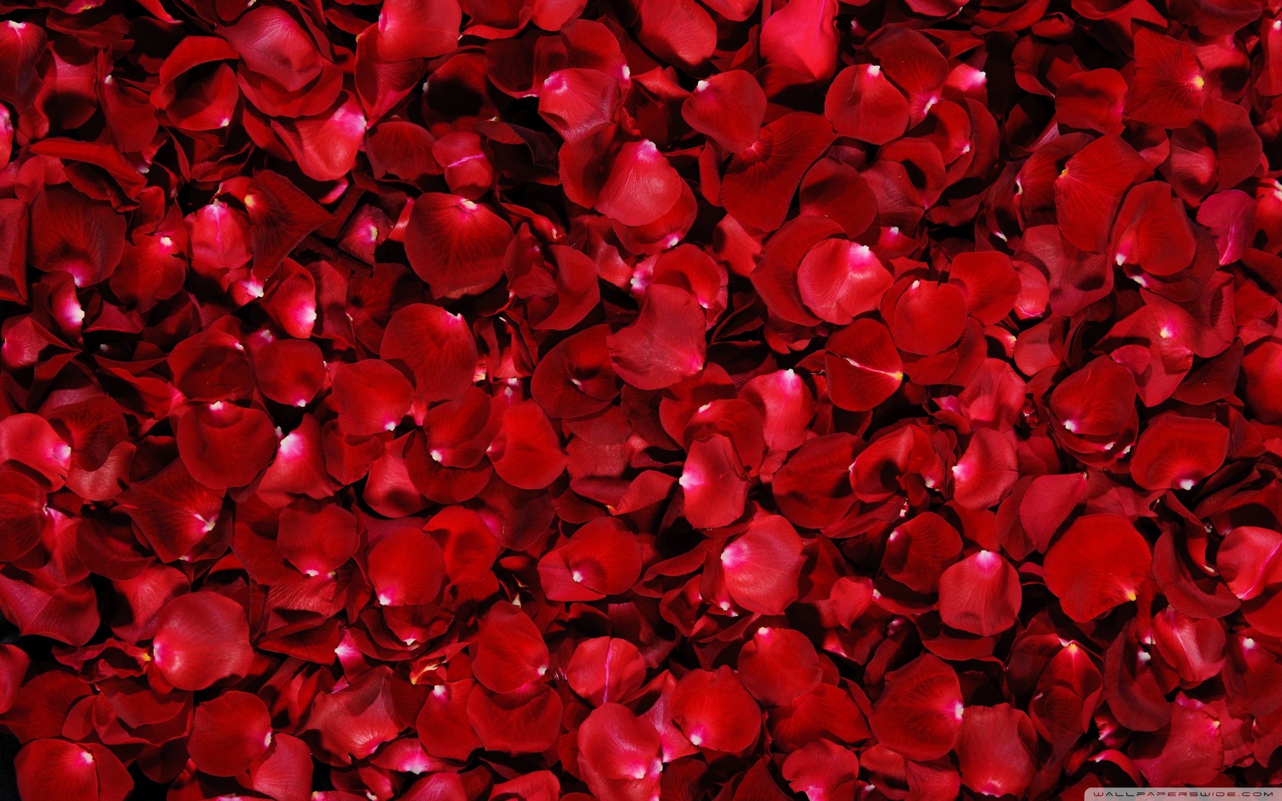 Red Roses Hd Wallpapers