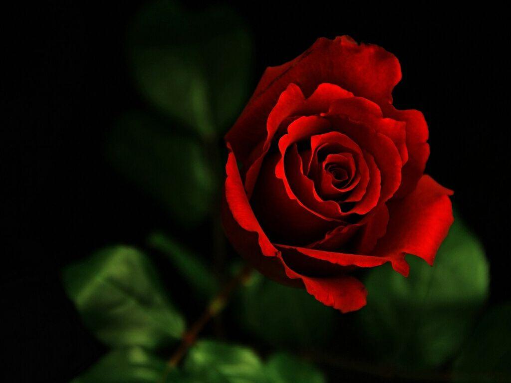 Red Roses Hd Wallpapers