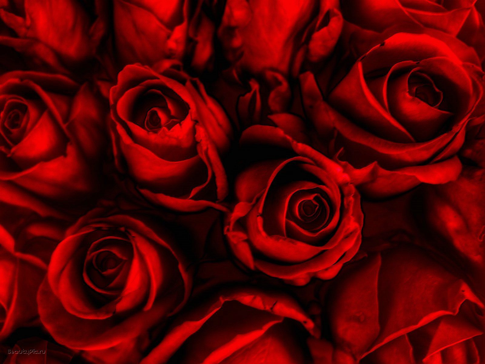 Red Roses Hd Wallpapers