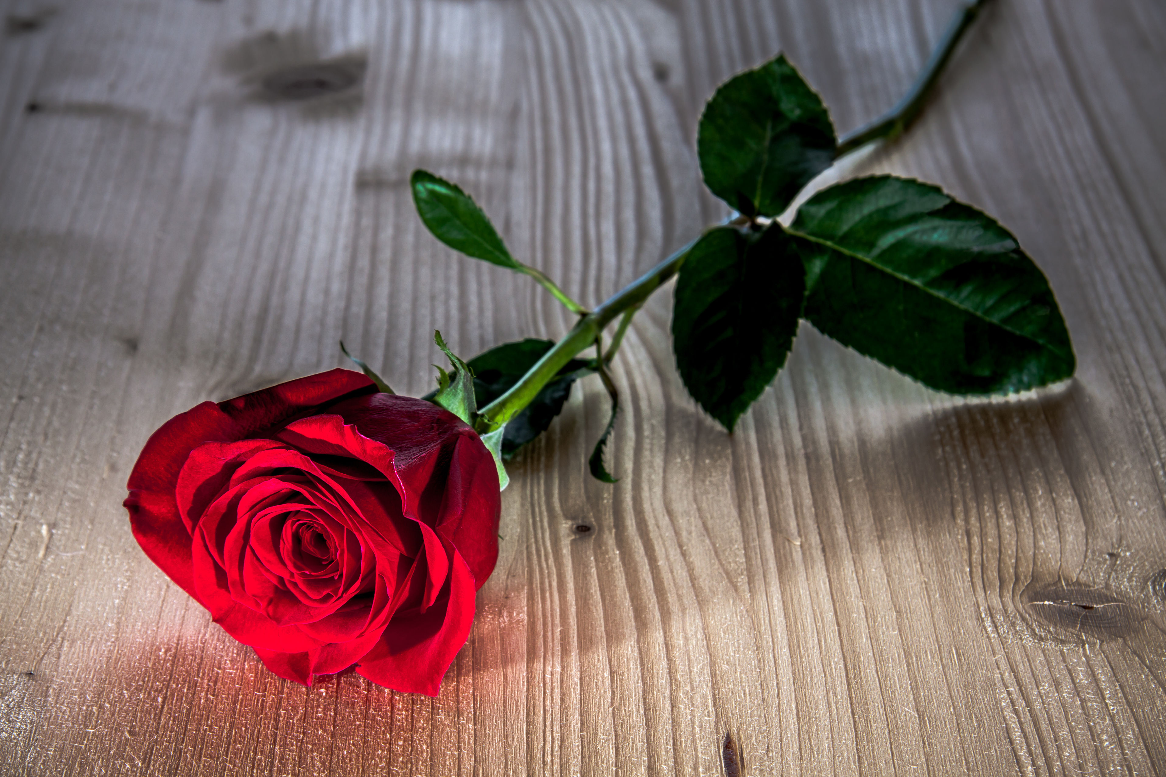 Red Roses Hd Wallpapers