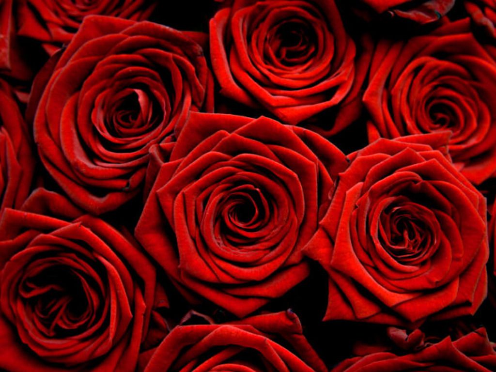 Red Roses Hd Wallpapers