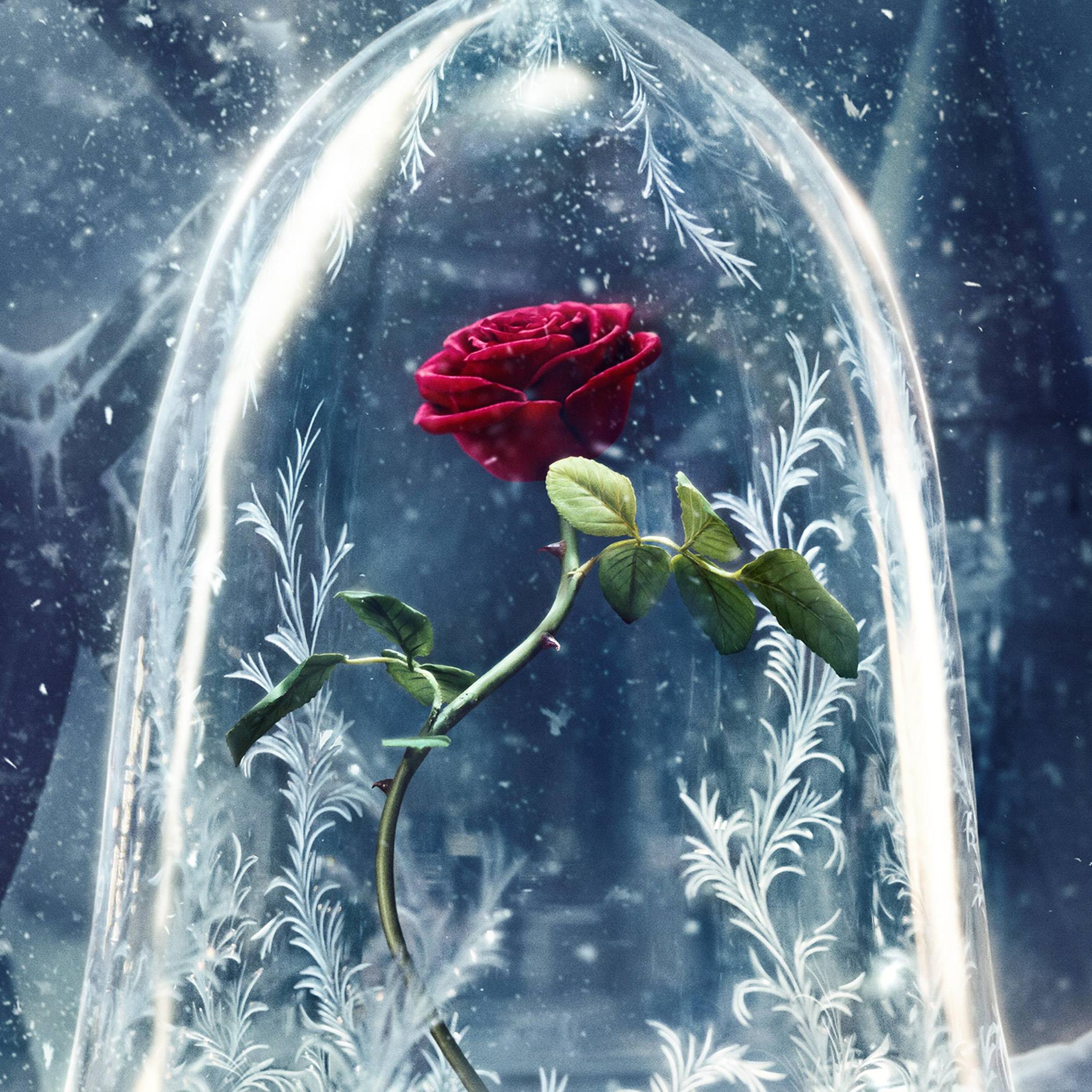 Red Roses Hd Wallpapers