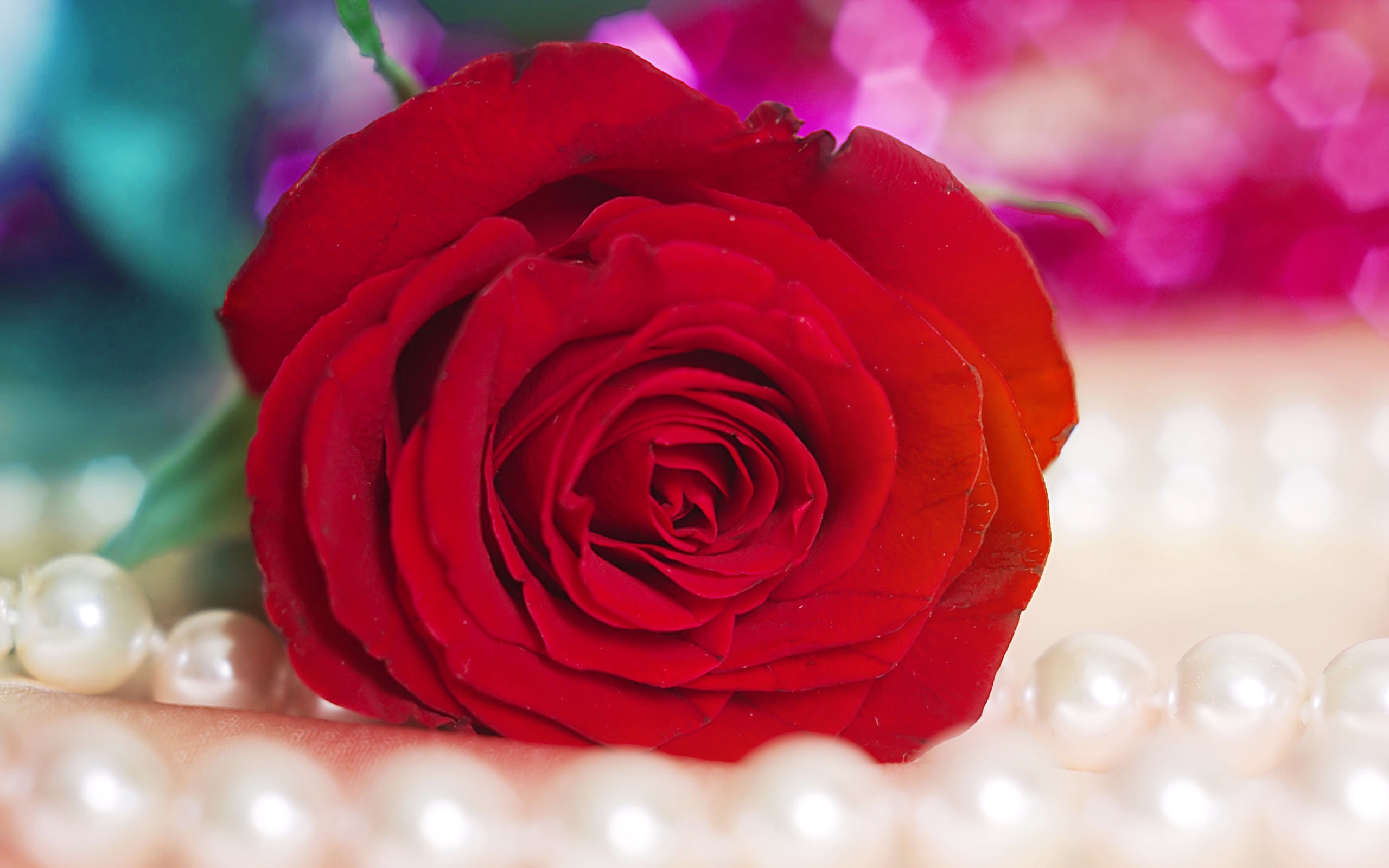 Red Roses Hd Wallpapers