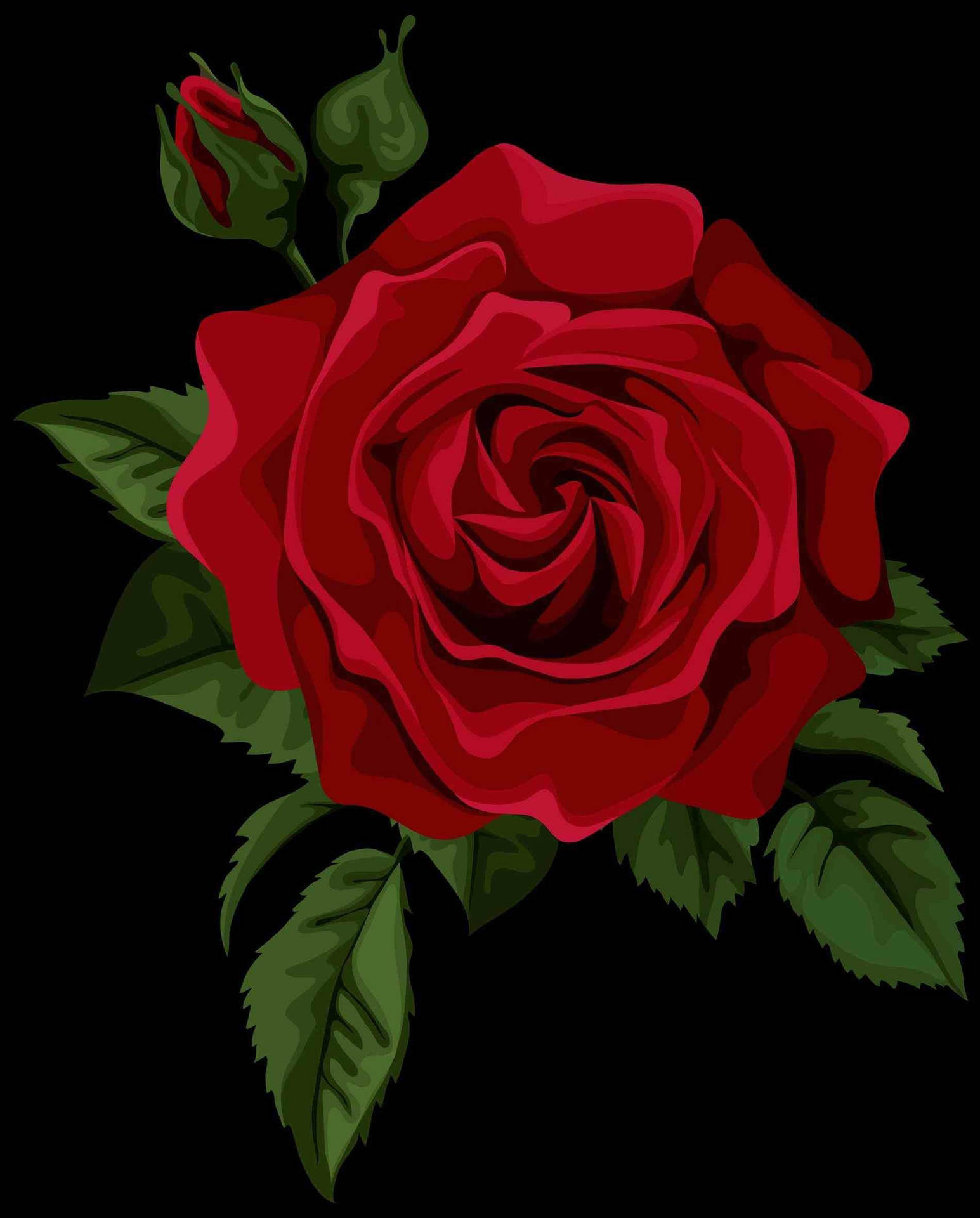 Red Roses Hd Wallpapers