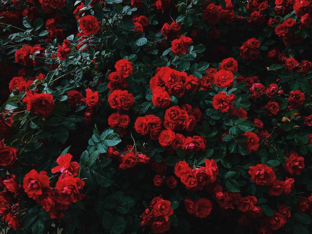 Red Roses Hd Wallpapers