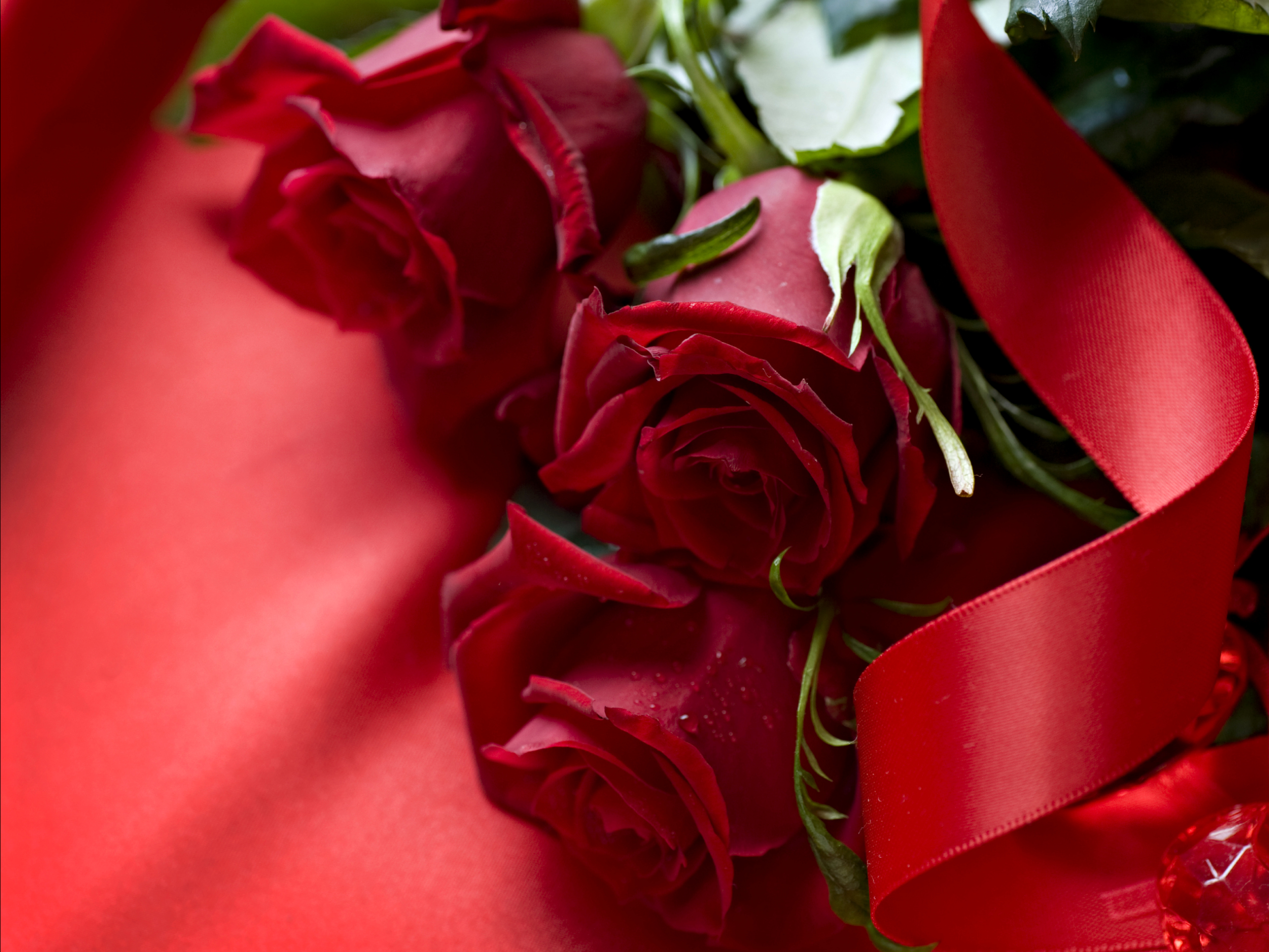 Red Roses Hd Wallpapers