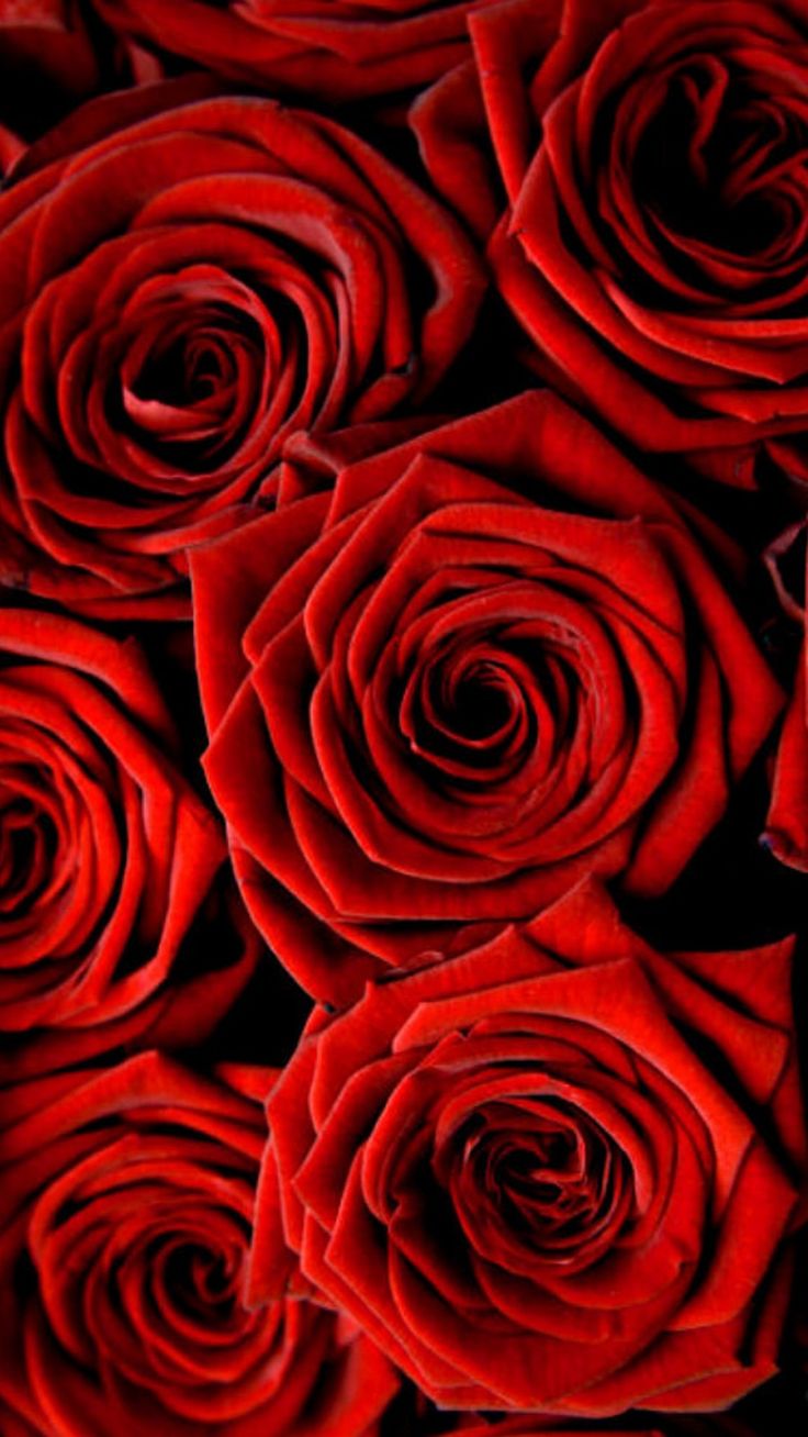 Red Roses Hd Wallpapers