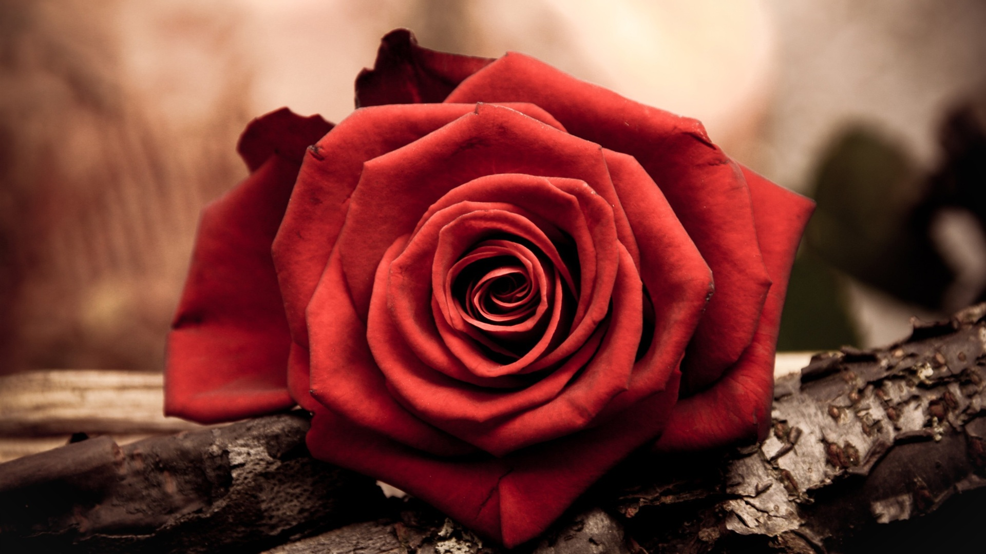 Red Roses Hd Wallpapers