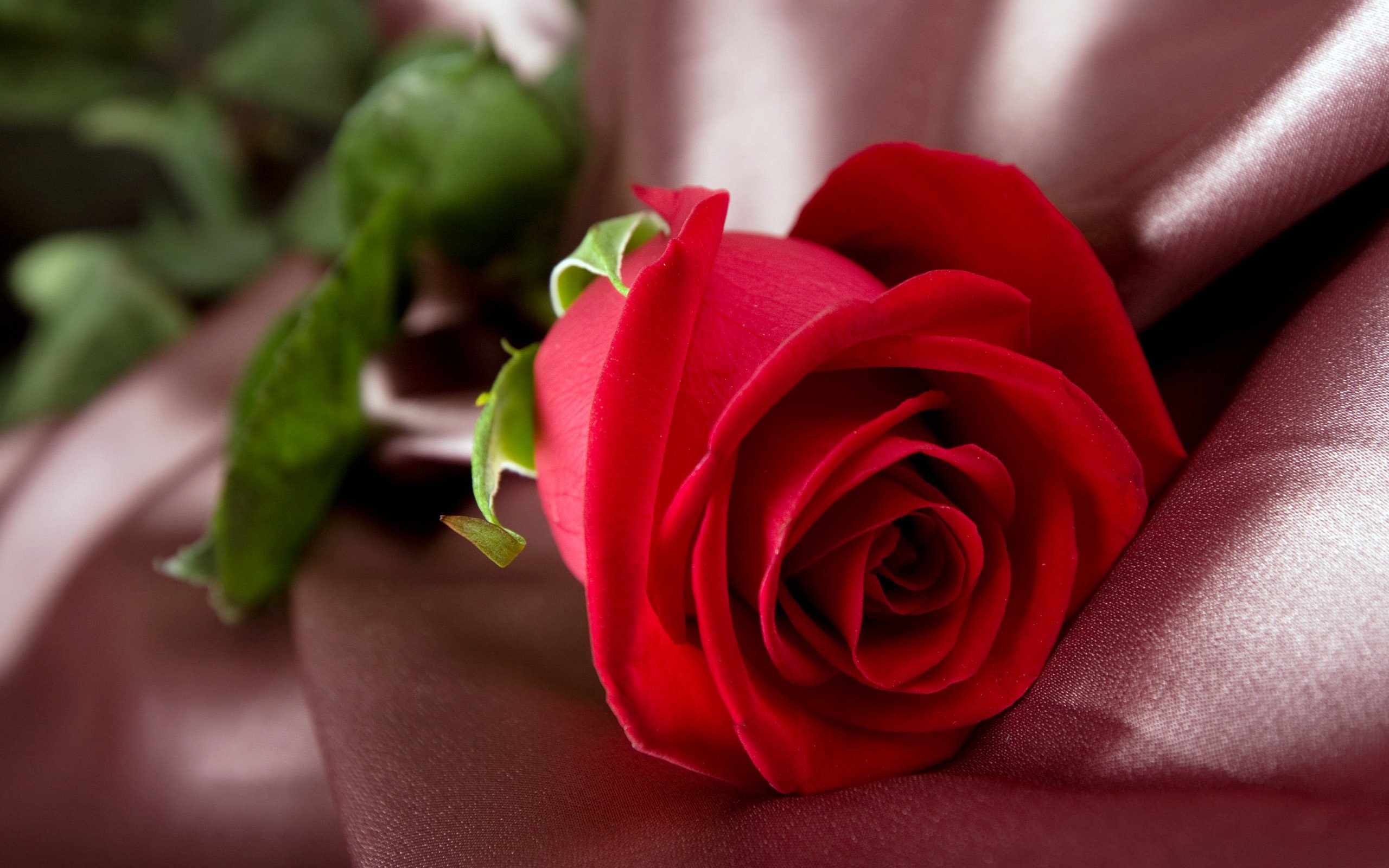 Red Roses Hd Wallpapers