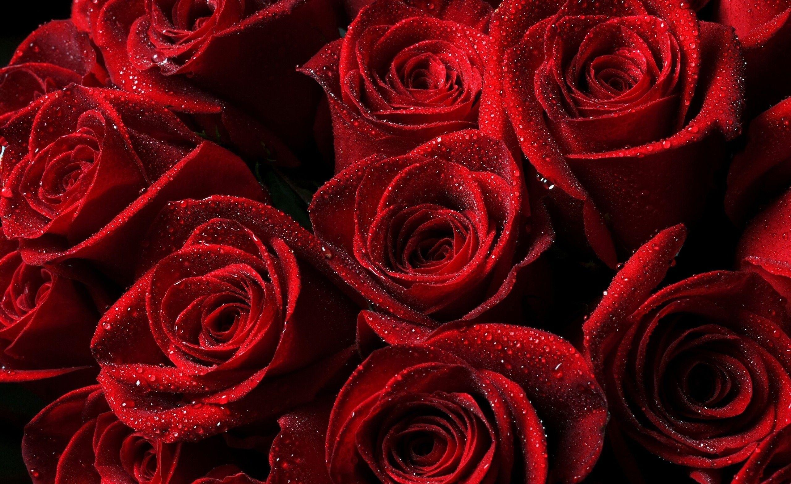 Red Roses Hd Wallpapers