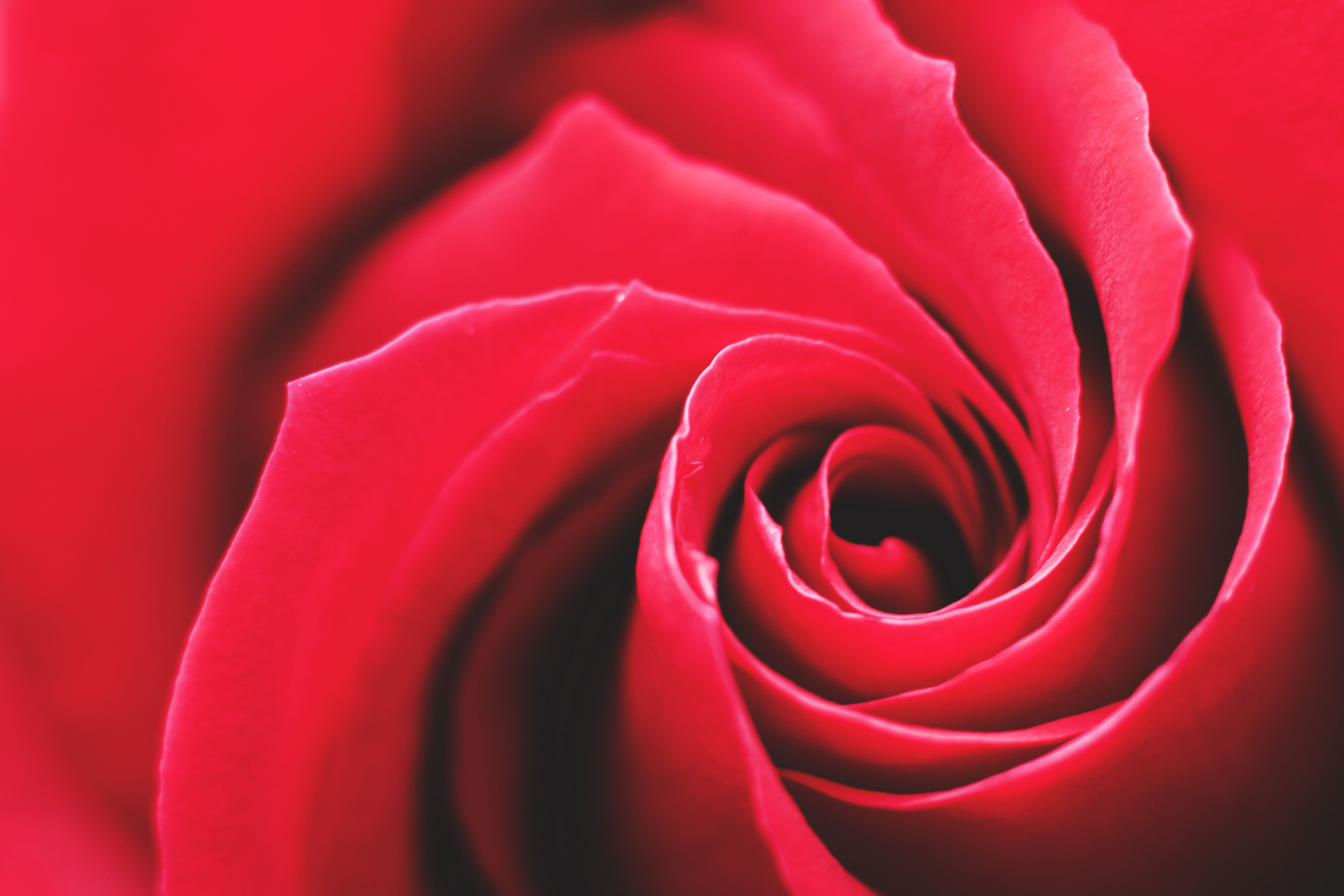 Red Roses Hd Wallpapers