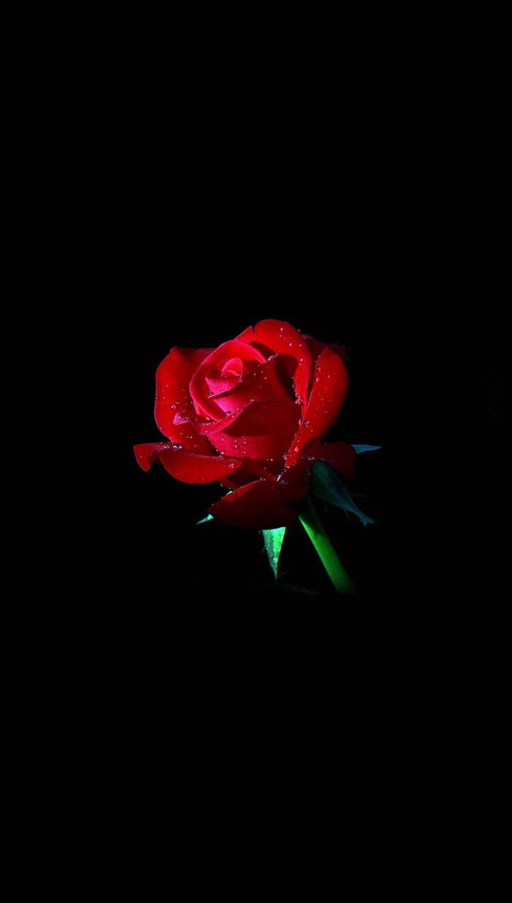 Red Roses Hd Wallpapers