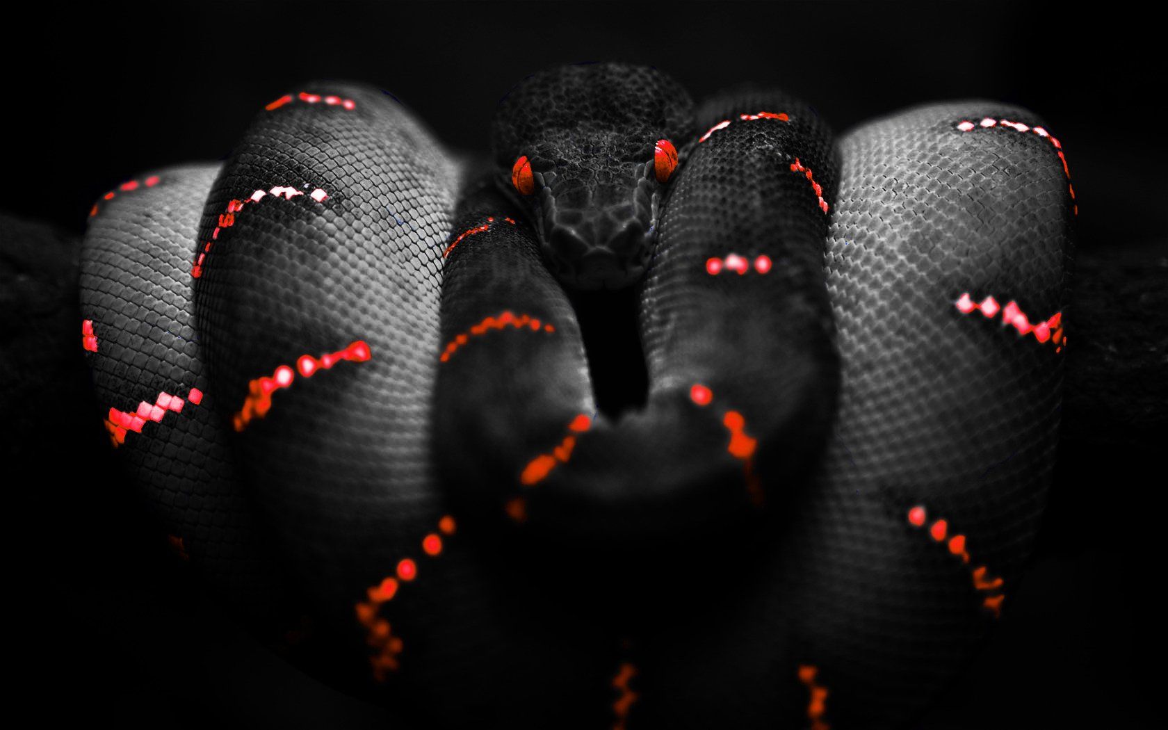 Red Snake Wallpapers