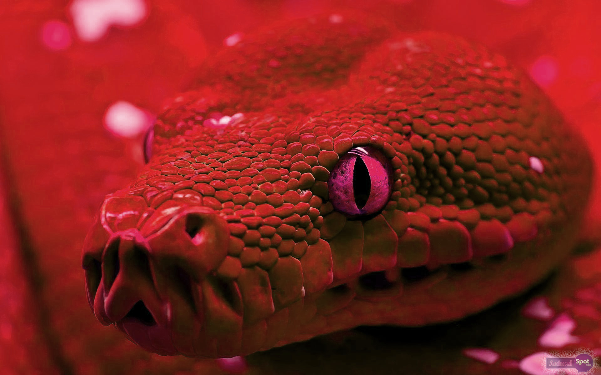 Red Snake Wallpapers