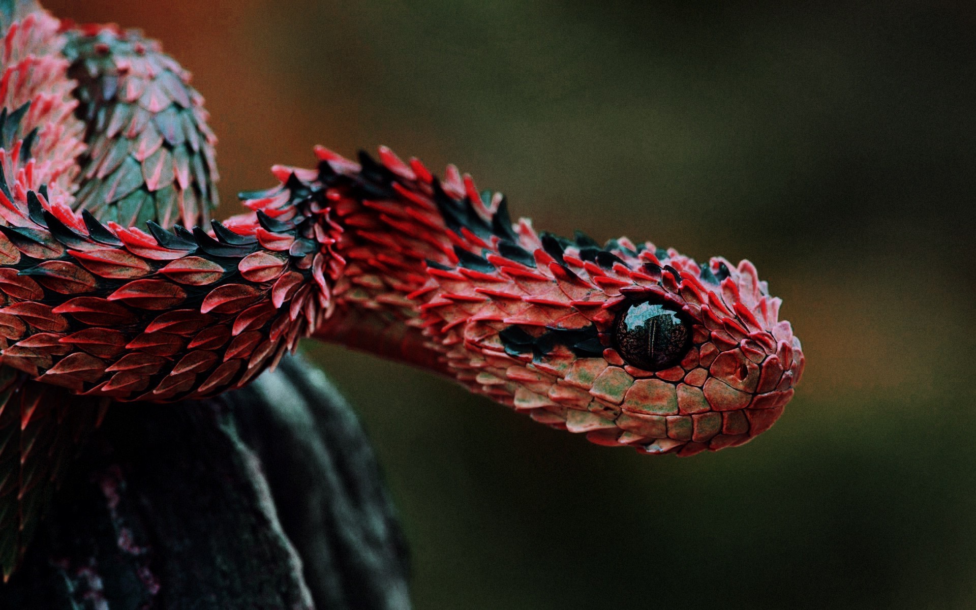 Red Snake Wallpapers