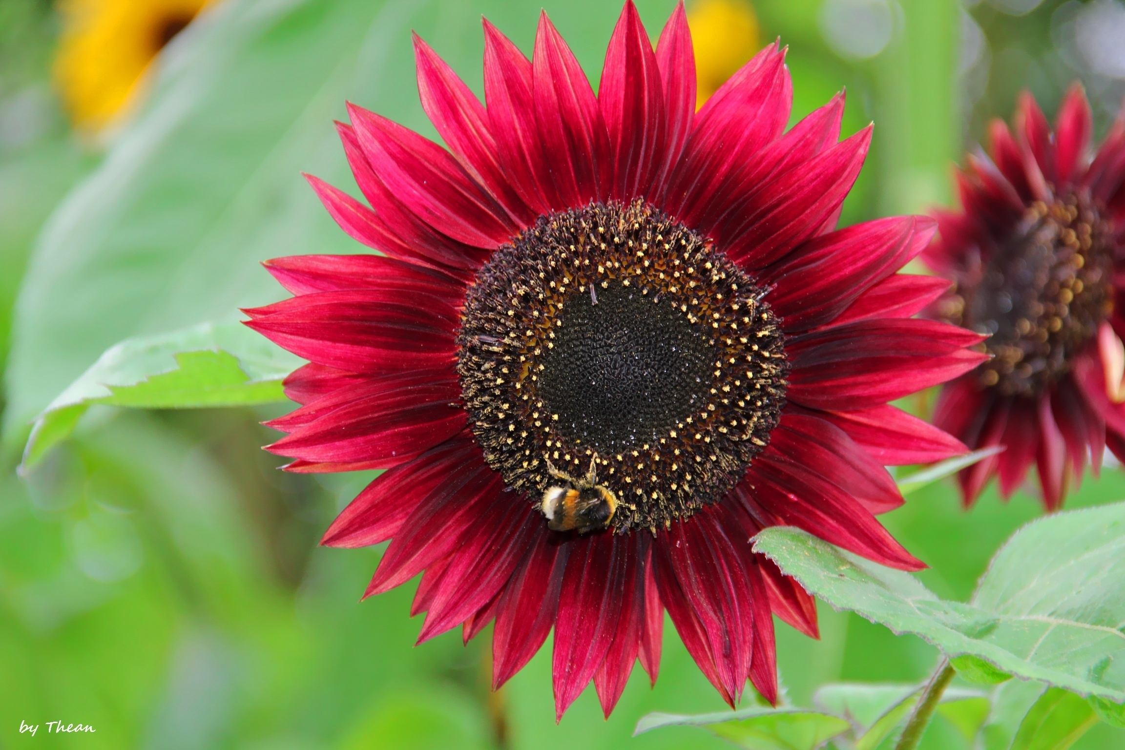 Red Sunflower Wallpapers