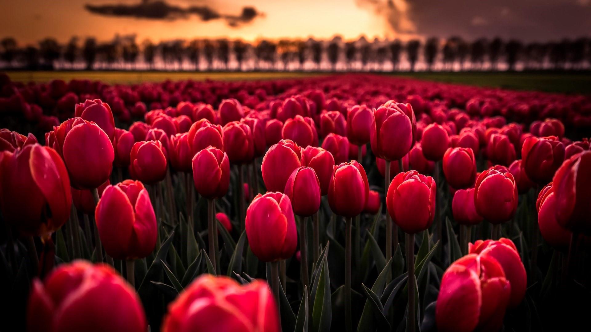 Red Tulips Wallpapers