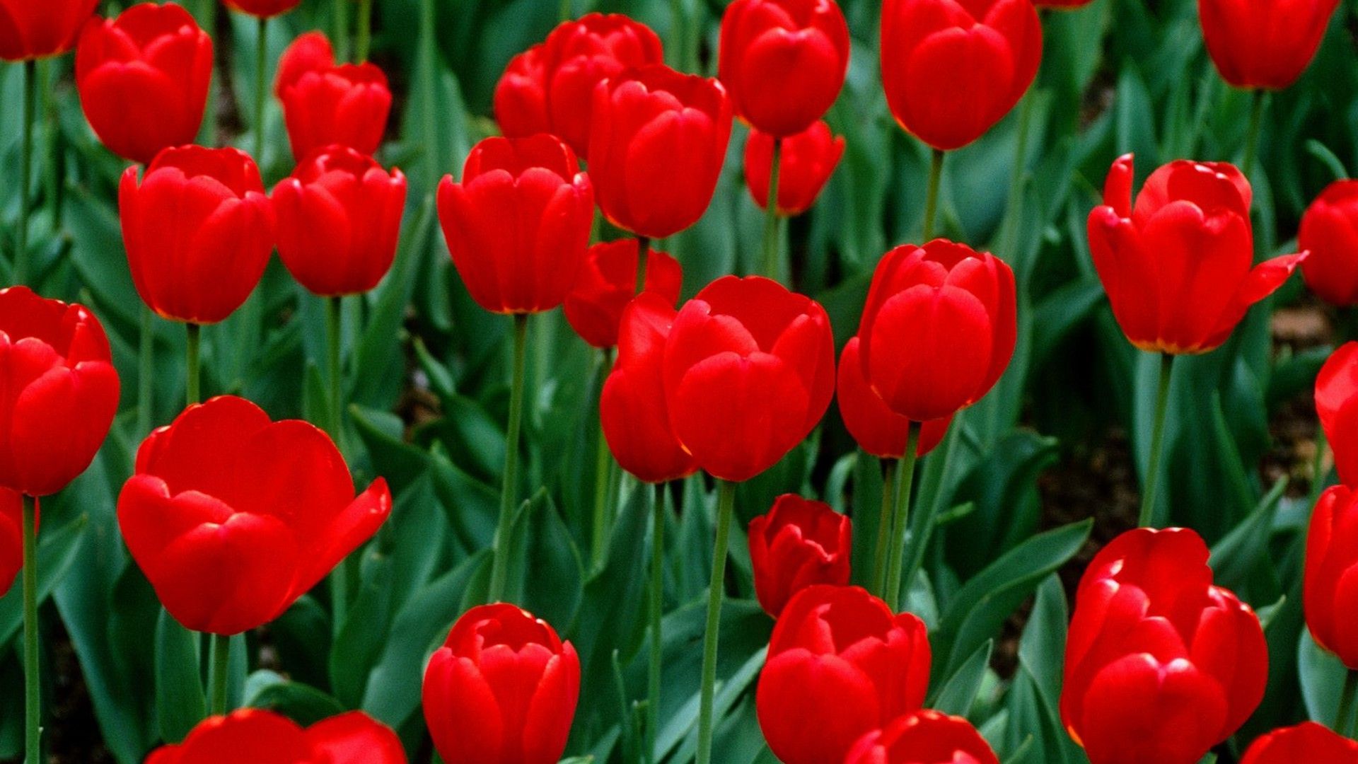 Red Tulips Wallpapers