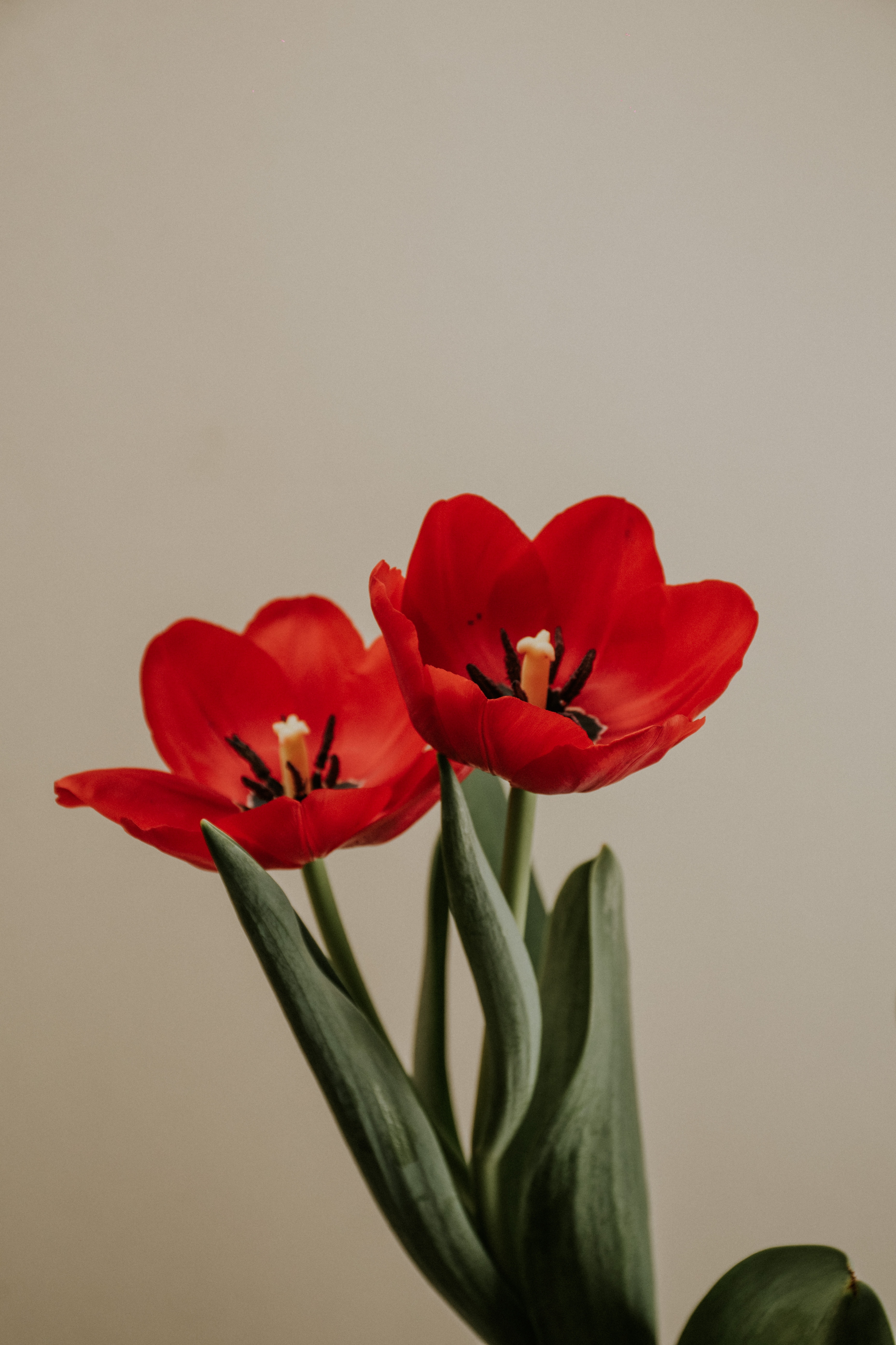 Red Tulips Wallpapers