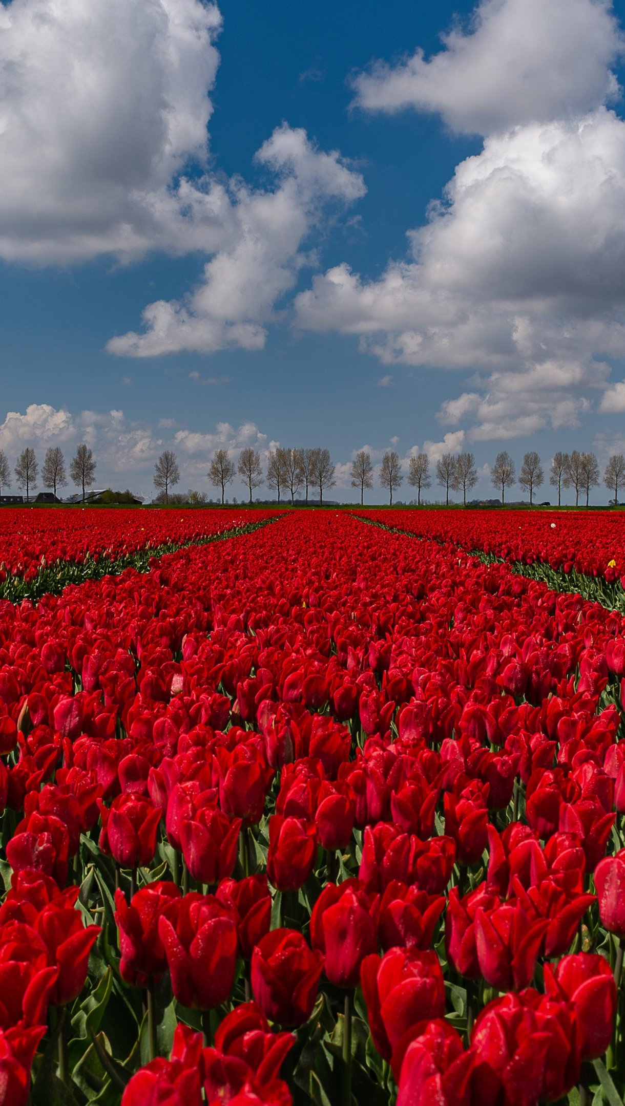 Red Tulips Wallpapers