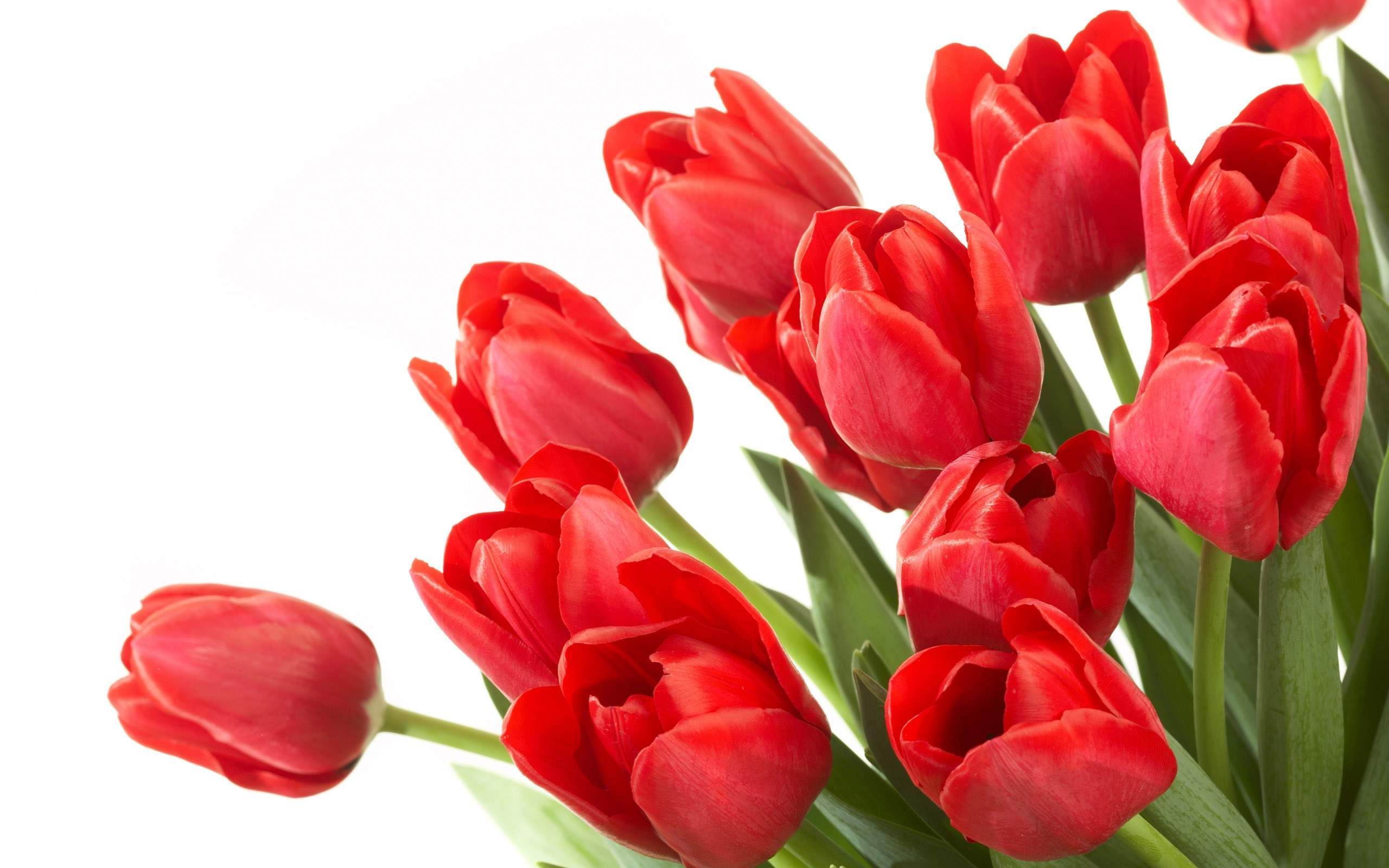 Red Tulips Wallpapers