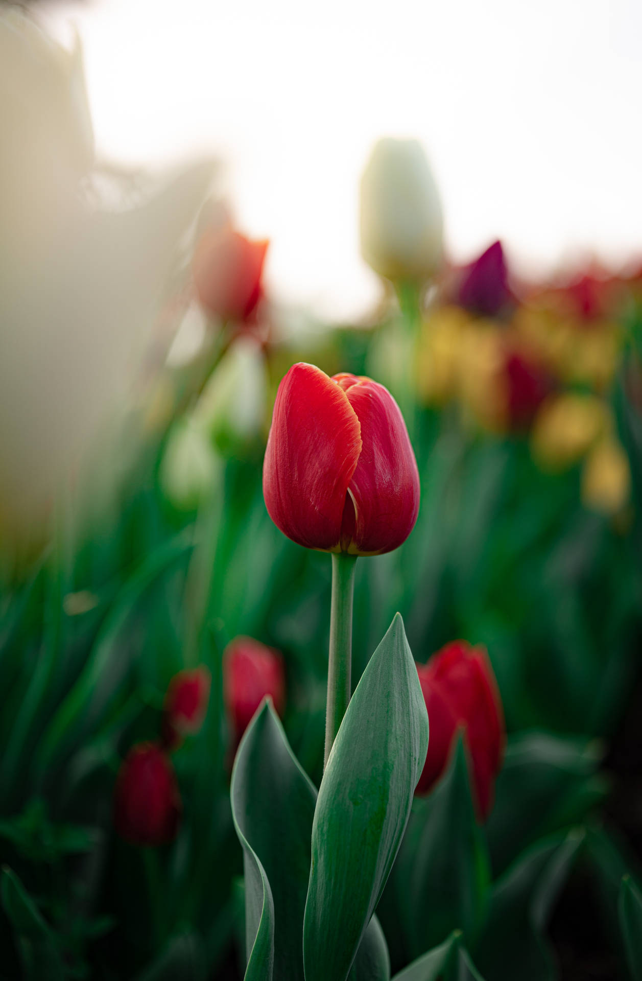 Red Tulips Wallpapers