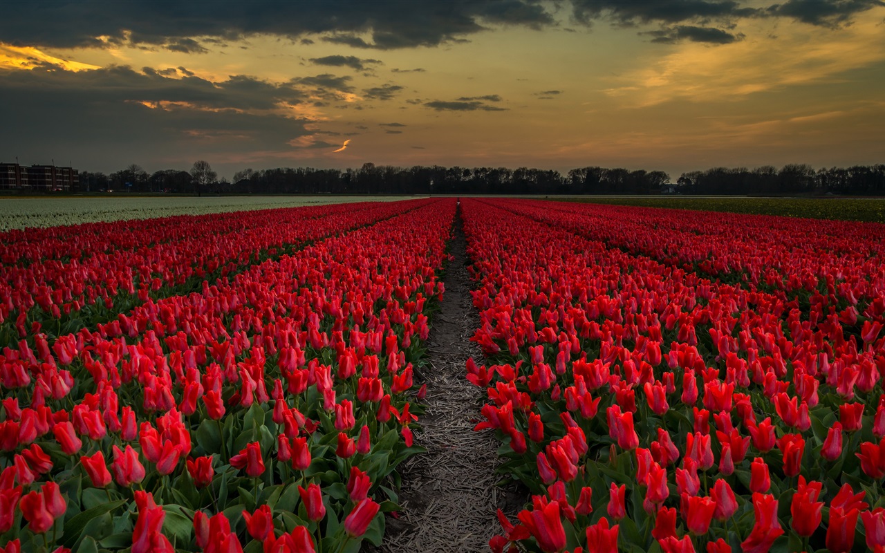 Red Tulips Wallpapers