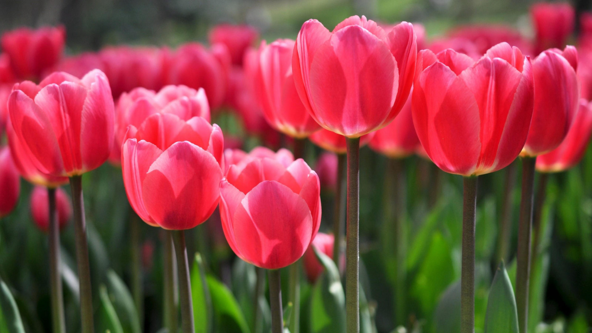 Red Tulips Wallpapers