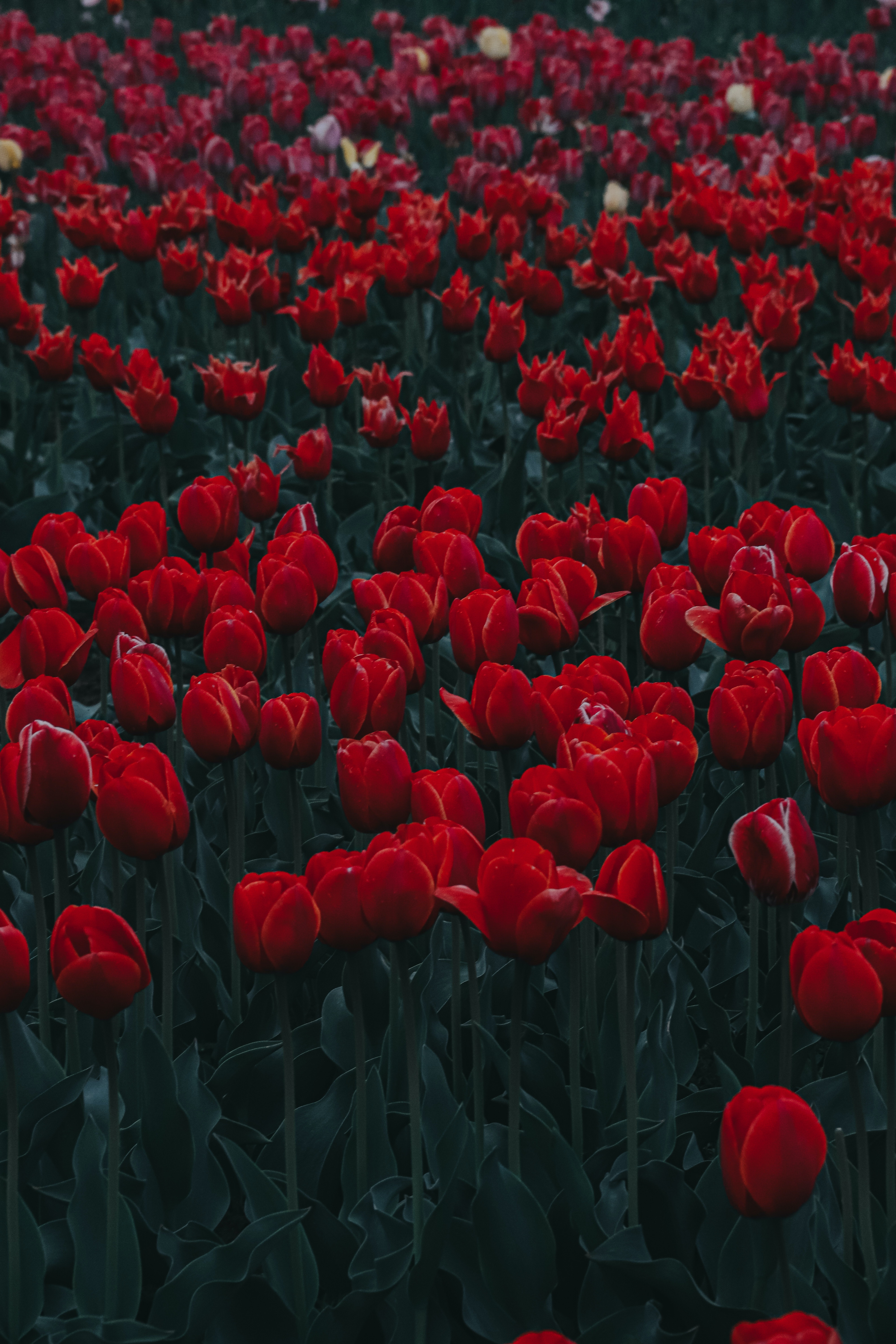 Red Tulips Wallpapers