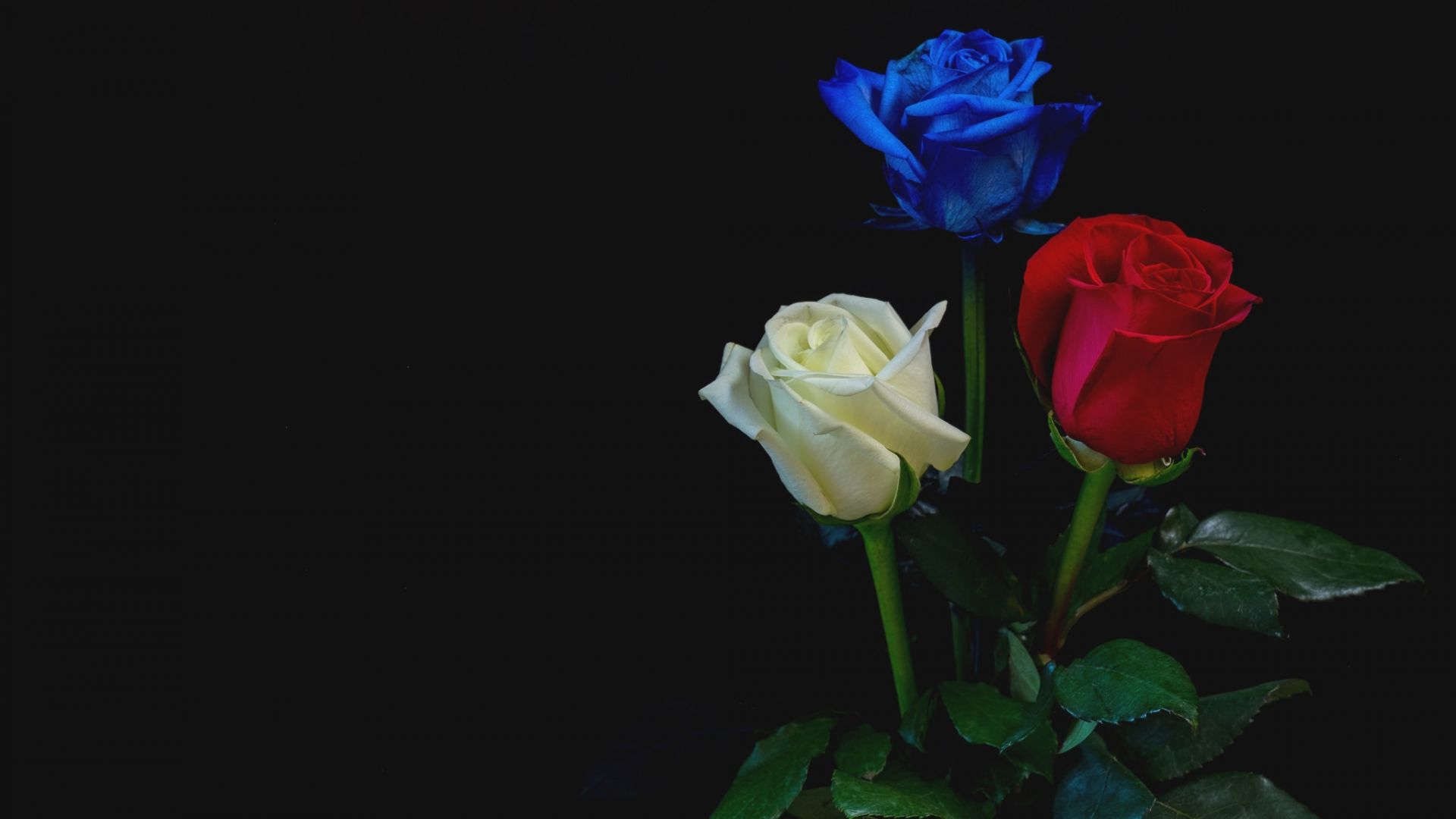 Red White And Blue Flowers Wallpapers