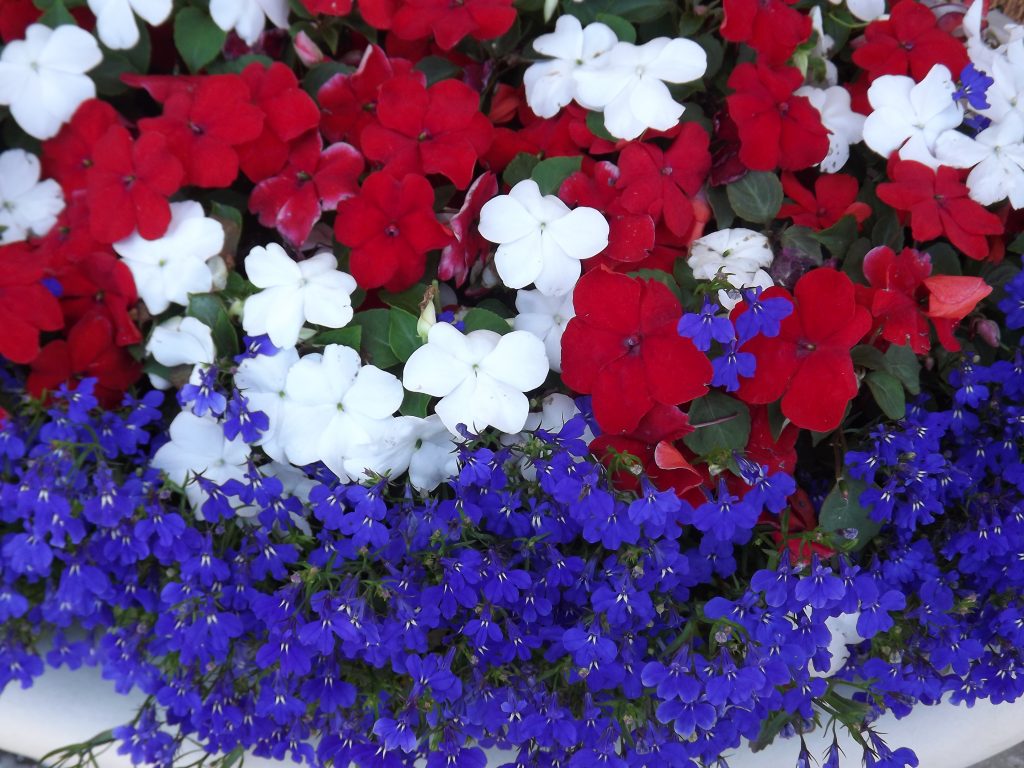 Red White And Blue Flowers Wallpapers