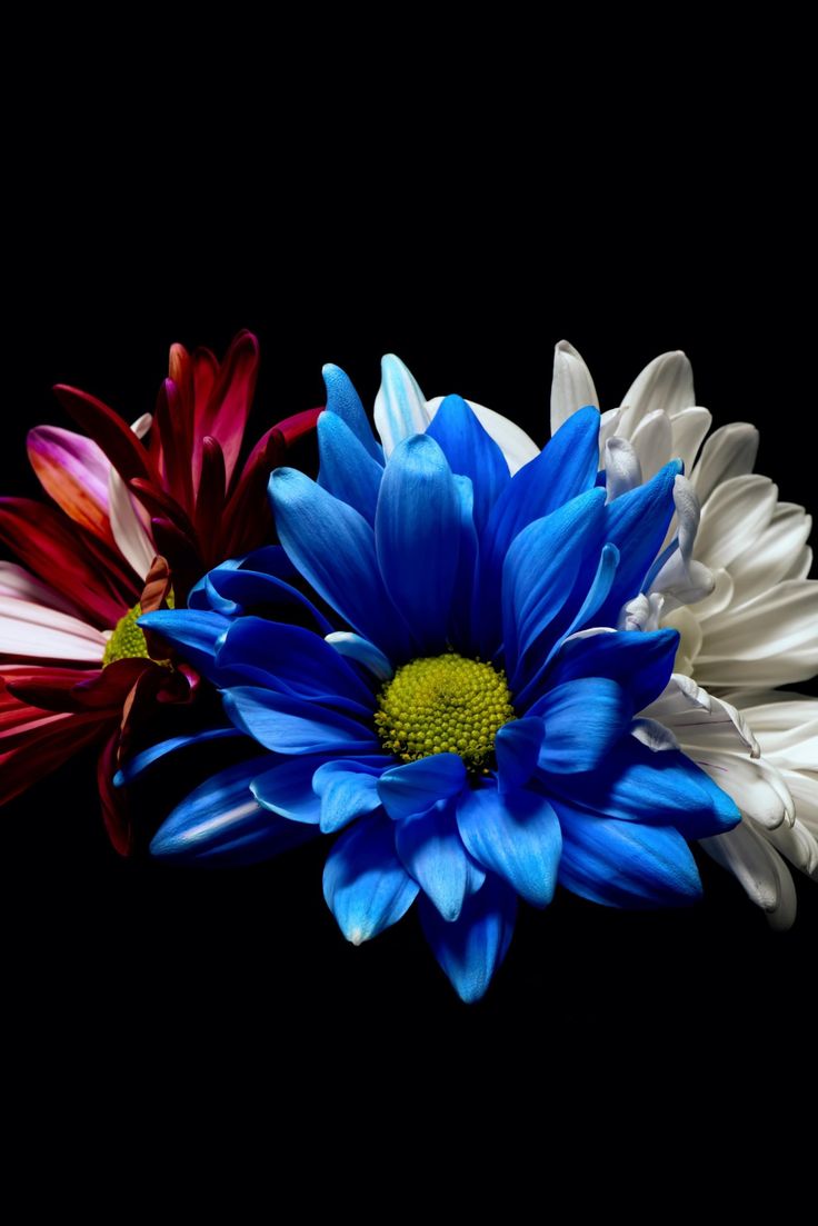 Red White And Blue Flowers Wallpapers