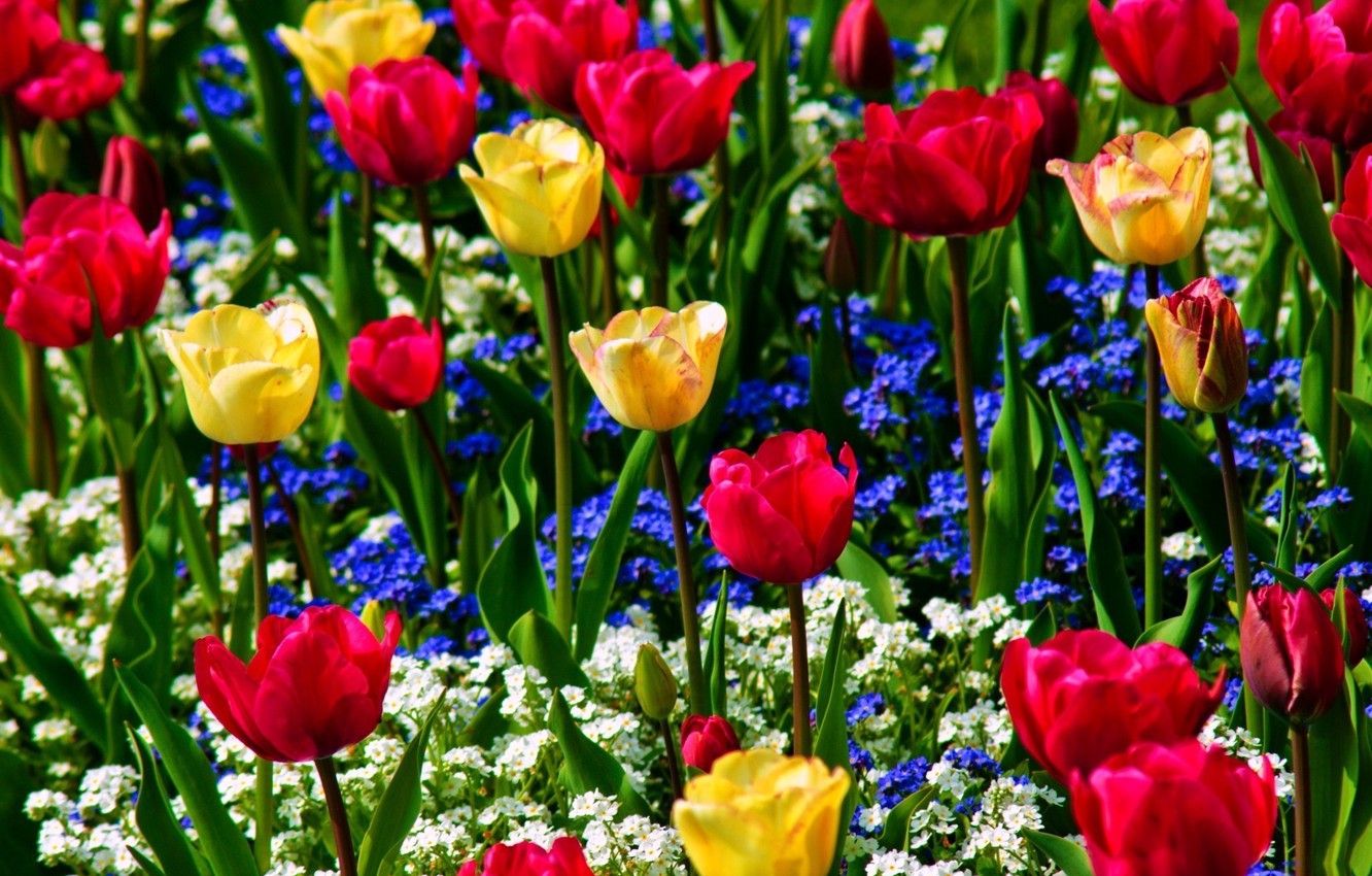 Red White And Blue Flowers Wallpapers