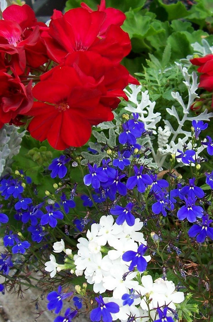 Red White And Blue Flowers Wallpapers