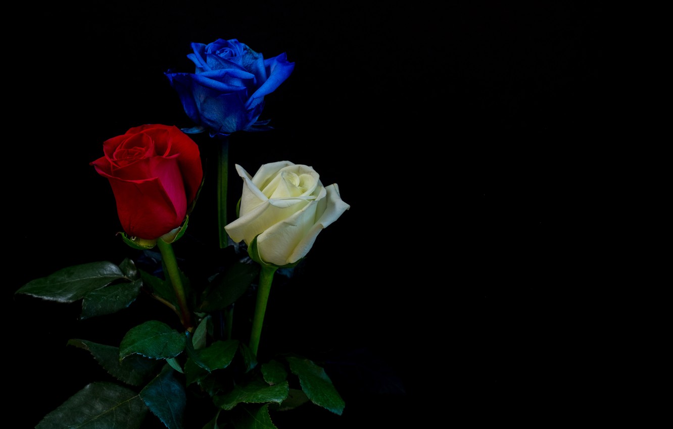 Red White And Blue Flowers Wallpapers