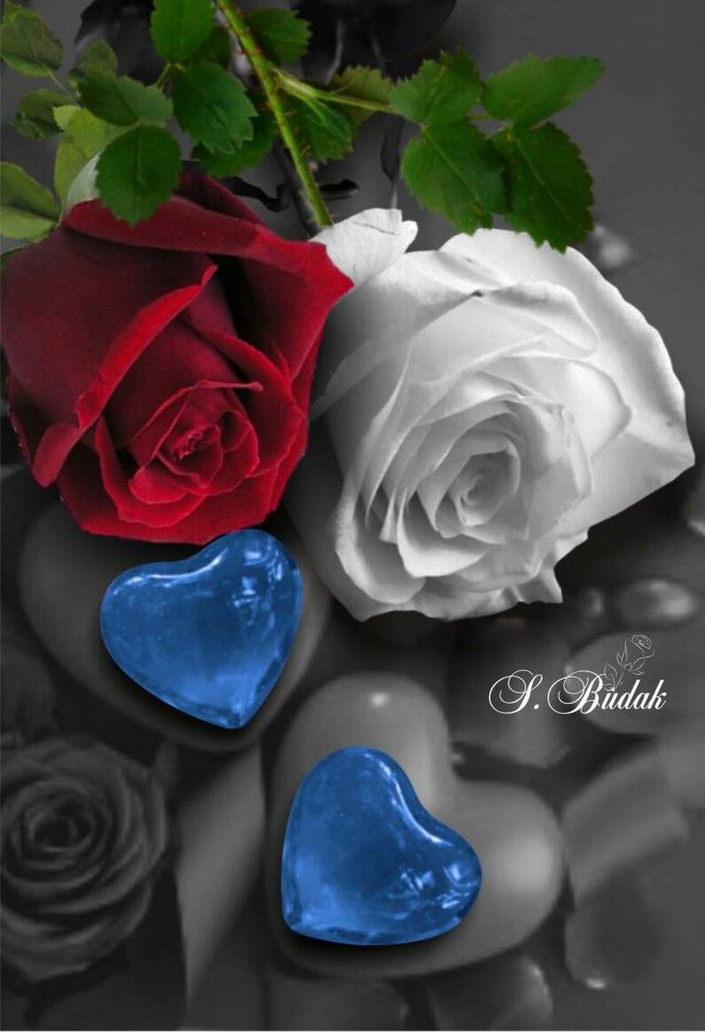 Red White And Blue Flowers Wallpapers