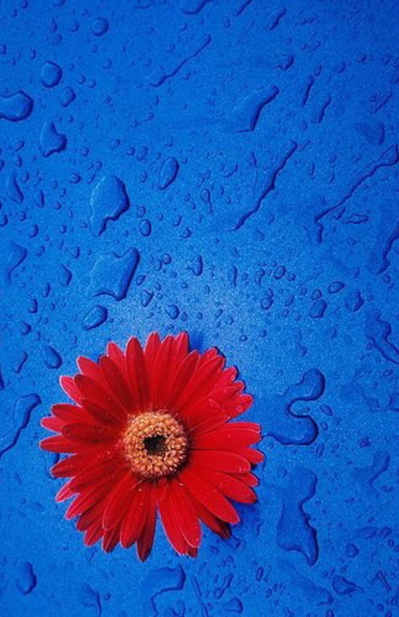 Red White And Blue Flowers Wallpapers