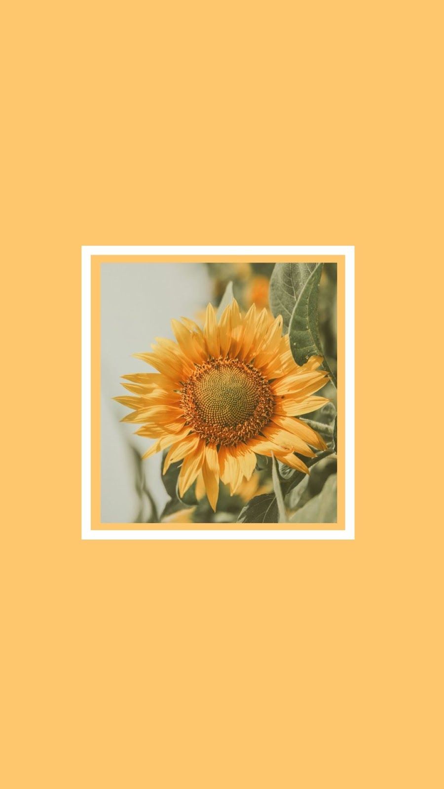 Yellow Aesthetic Sunflower Wallpapers