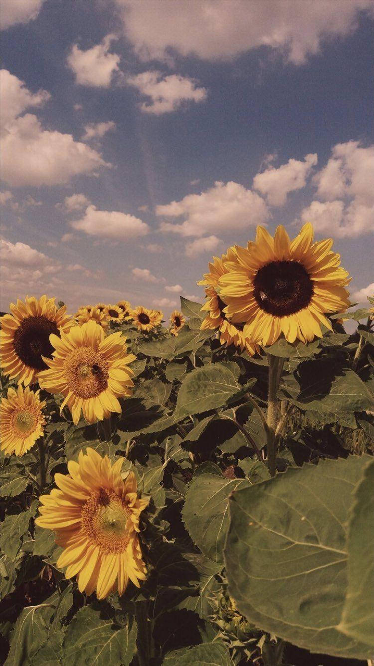 Yellow Aesthetic Sunflower Wallpapers