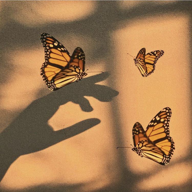 Yellow Butterfly Aesthetic Wallpapers