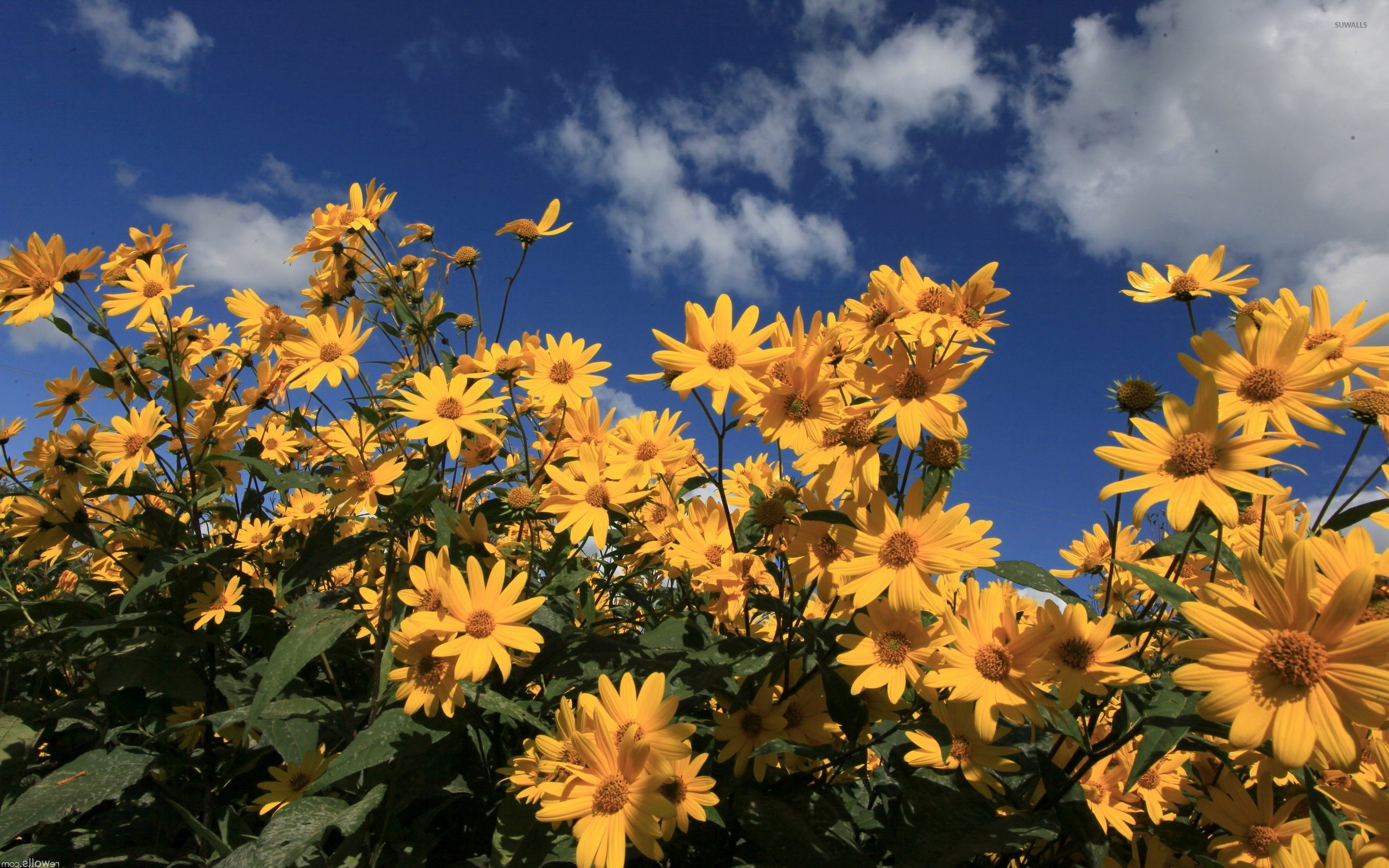 Yellow Daisies Wallpapers