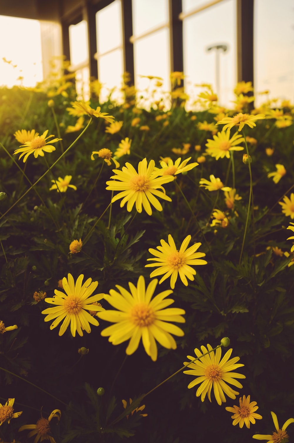 Yellow Daisies Wallpapers