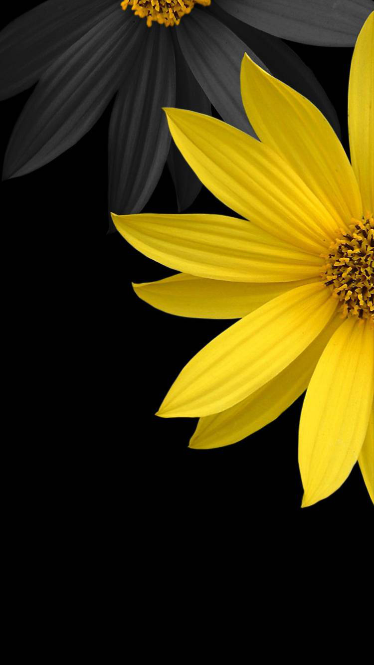 Yellow Daisies Wallpapers